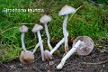 Stropharia inuncta-amf1798